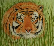 Stalking Tiger